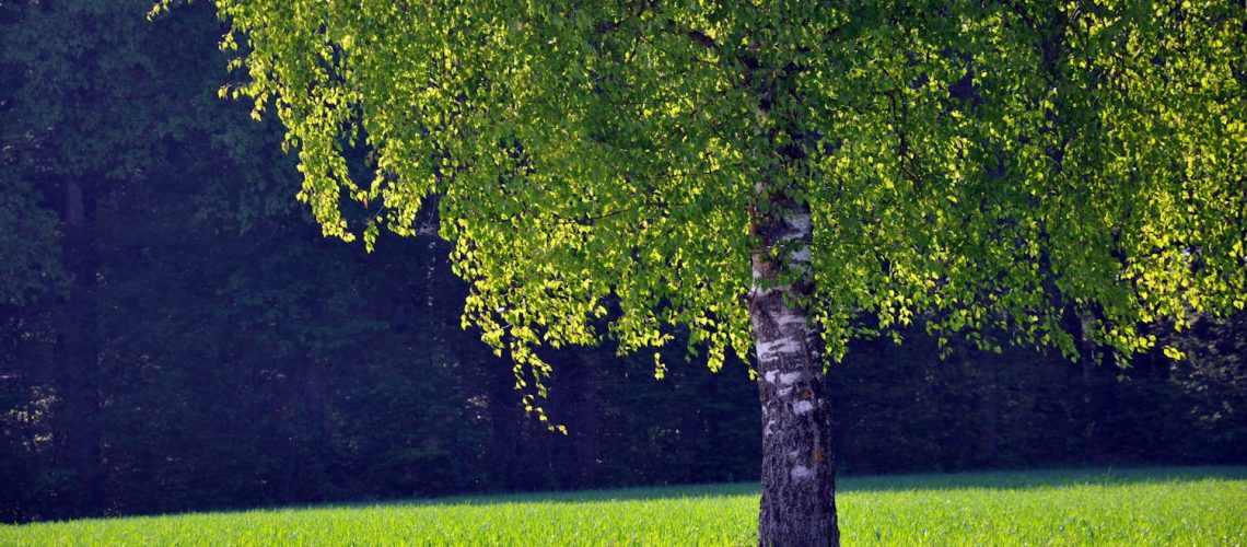 Carte allergie pollens 2025 : quel niveau de risque en ce moment, là où vous habitez ?